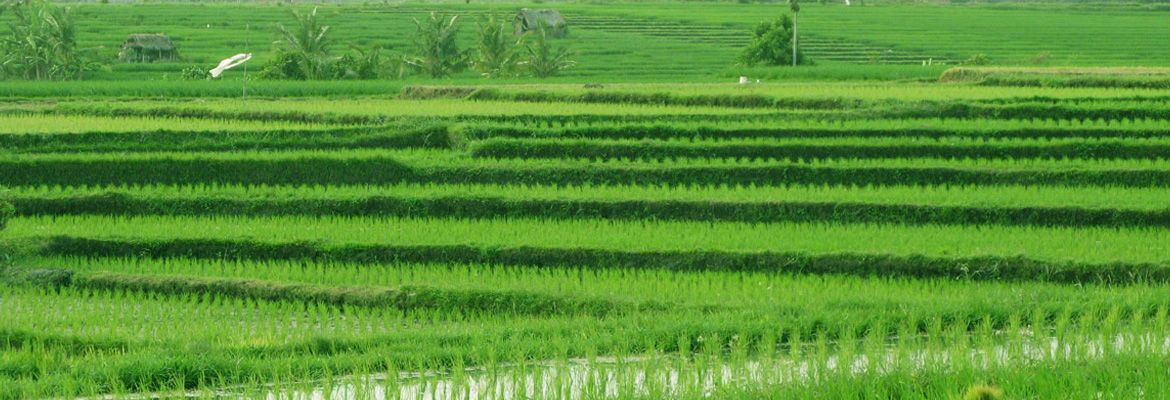 Rural Vietnam
