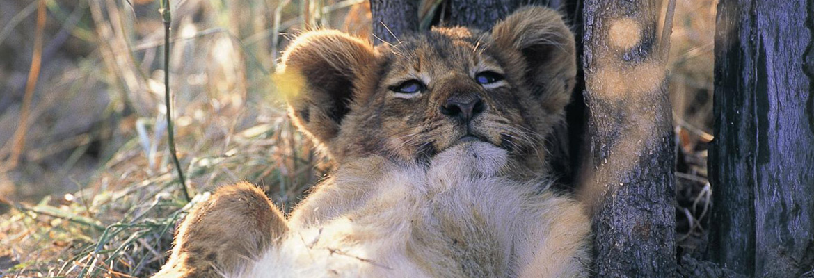 Wildlife & Warriors South Africa Tour - Image 2