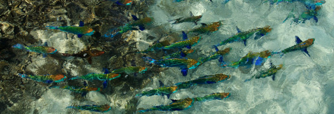 Sri Lanka and the Maldives - Image 3