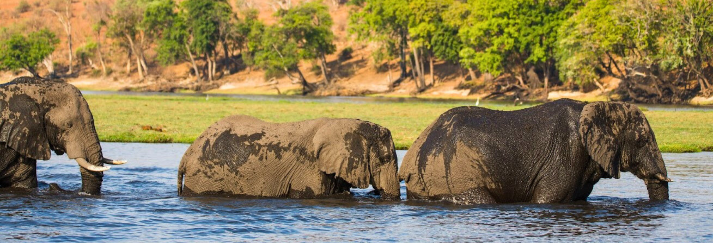 Botswana Safari on a Shoestring - Image 2