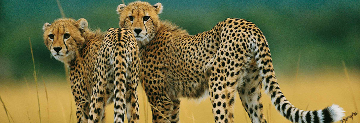 Wildlife & Warriors South Africa Tour - Image 3