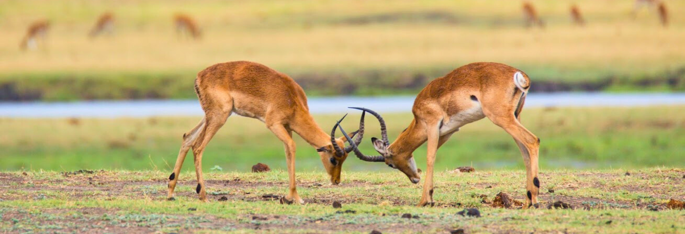 Botswana Safari on a Shoestring - Image 4