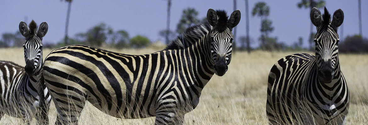 Wildlife & Warriors South Africa Tour - Image 5