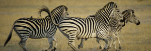 Ultimate South Africa Odyssey