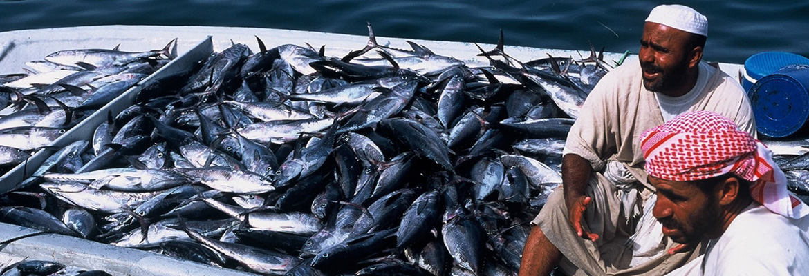 Tailormade Oman - Image 3