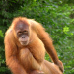 wildlife holidays