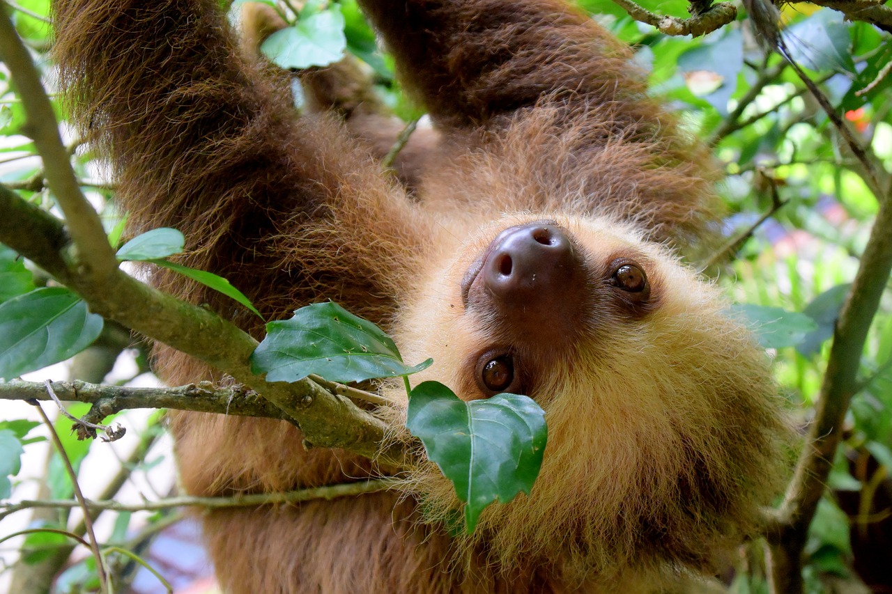 Costa Rica on a Shoestring - Image 3