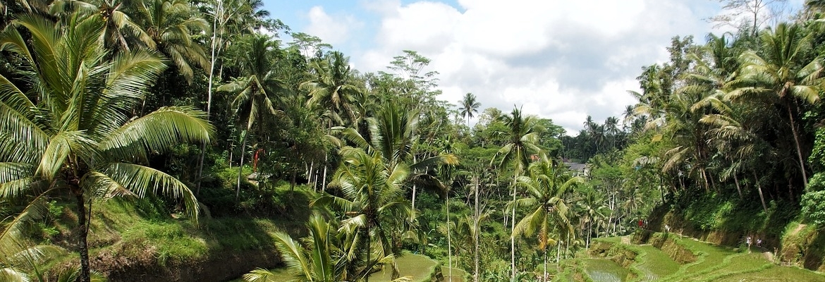 Kalimantan, Komodo & Bali Adventure - Image 4