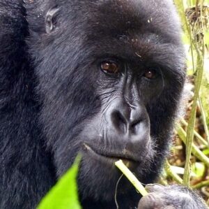 rwanda