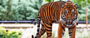 India Wildlife Adventure