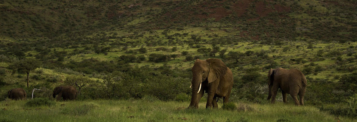 Namibian Self Drive Safari - Image 11
