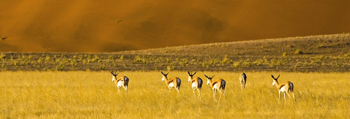 Namibian Self Drive Safari - Image 5