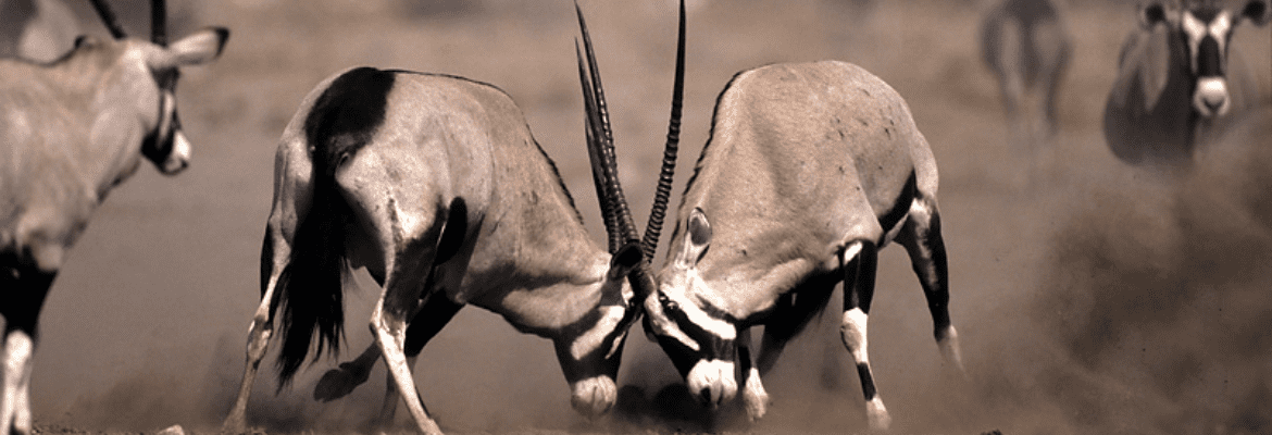 Namibian Self Drive Safari