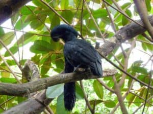 why Long-wattled Umbrellabird have wattle?