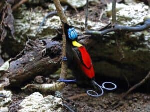 where Wilson’s Bird-of-Paradise live?