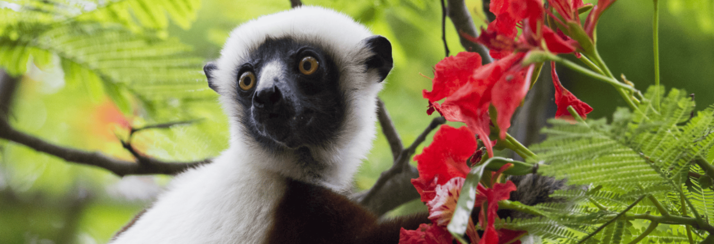 Madagascar Andasibe Quick Stay
