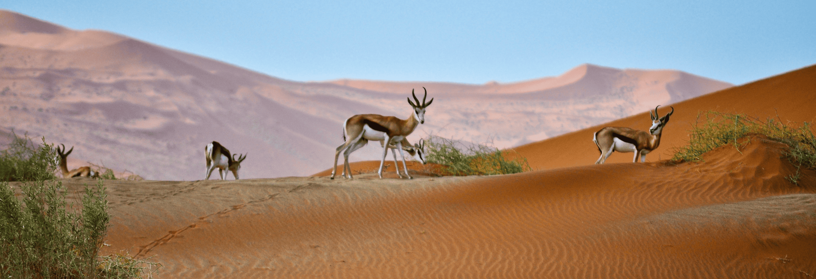 Namibia Luxury Honeymoon Tour - Image 6