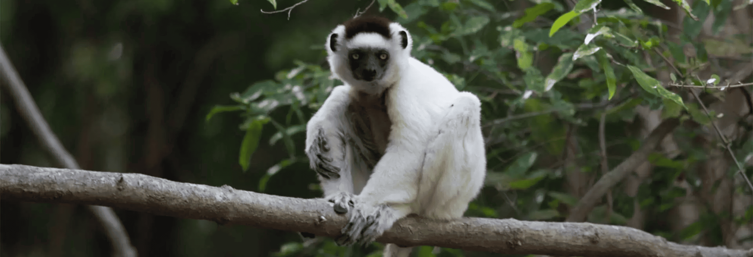 Madagascar Andasibe Quick Stay - Image 5