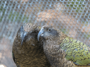 can kakapo fly?