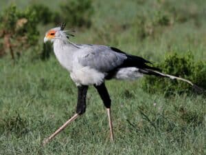 where secretarybird comes from?