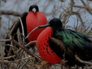 where does Magnificent Frigatebird come from?