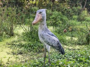 where Shoebill comes from?