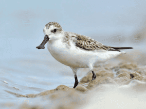 where spoon-billed sandpiper come from?