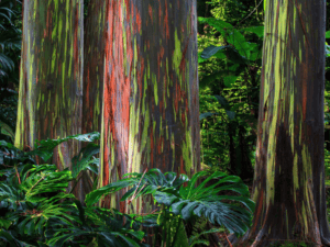 most beautiful tree - Rainbow Eucalyptus