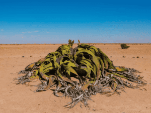 weirdest plant - Welwitschia Mirabilis