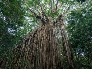strange creepy tree - Strangler Fig