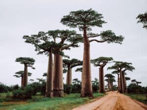 weirdest tree - Baobab Tree