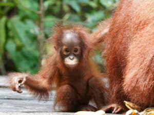 endemic monkey primate borneo