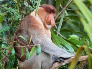 endemic monkey primate borneo