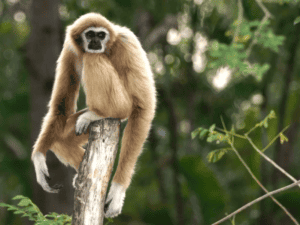 endemic monkey primate borneo