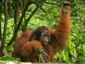 endemic monkey primate borneo