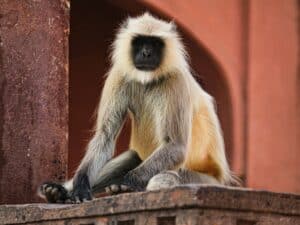 endemic monkey primate borneo