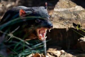 save tasmanian devil