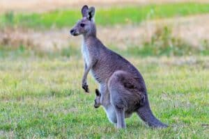 kangaroo