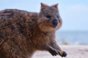 are quokkas friendly