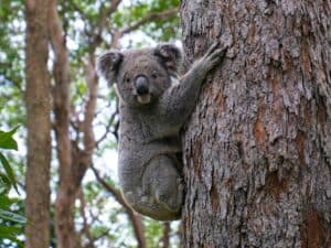 koala diet