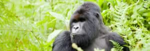 Uganda & Rwanda Gorilla Safari