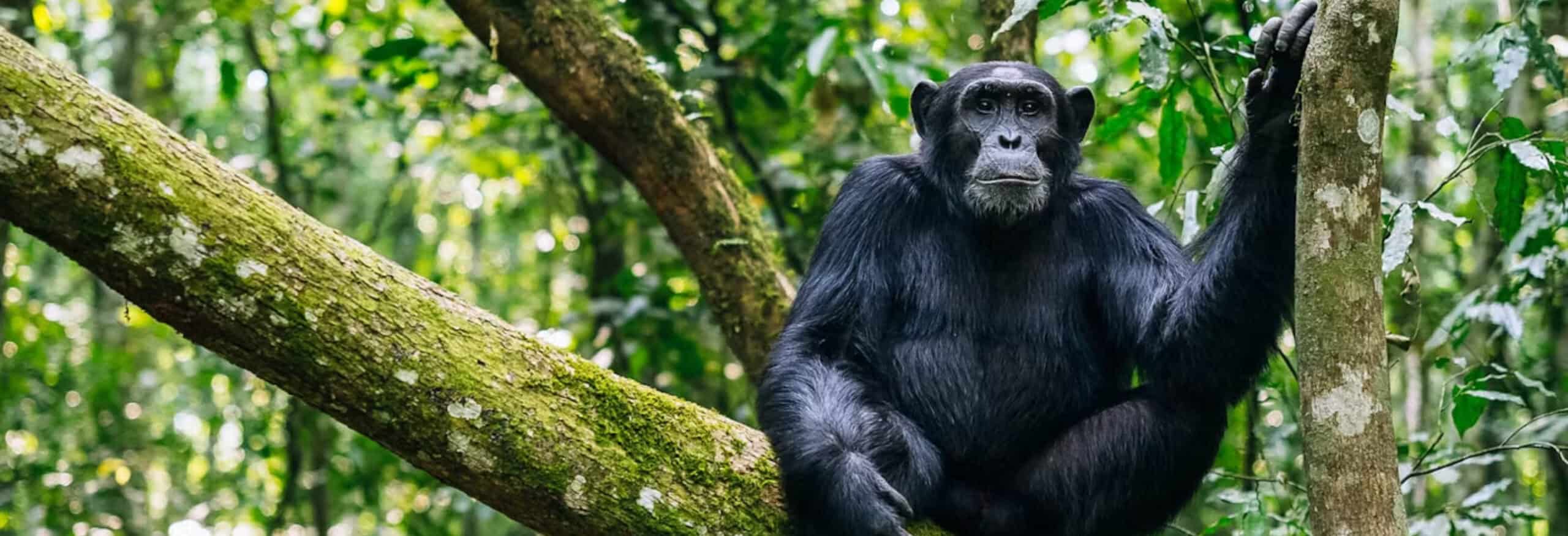 Classical Uganda