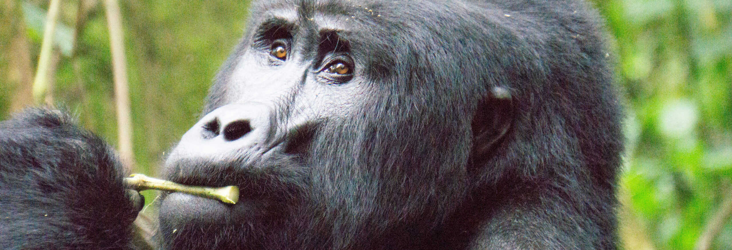 4-day Fly-in Gorilla Safari