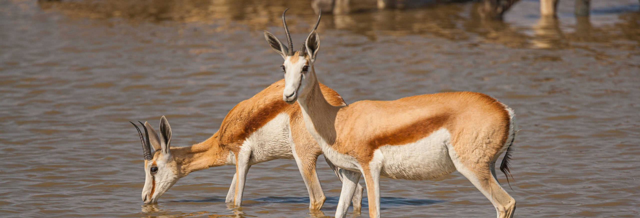 Namibia Guided Tour - Image 6