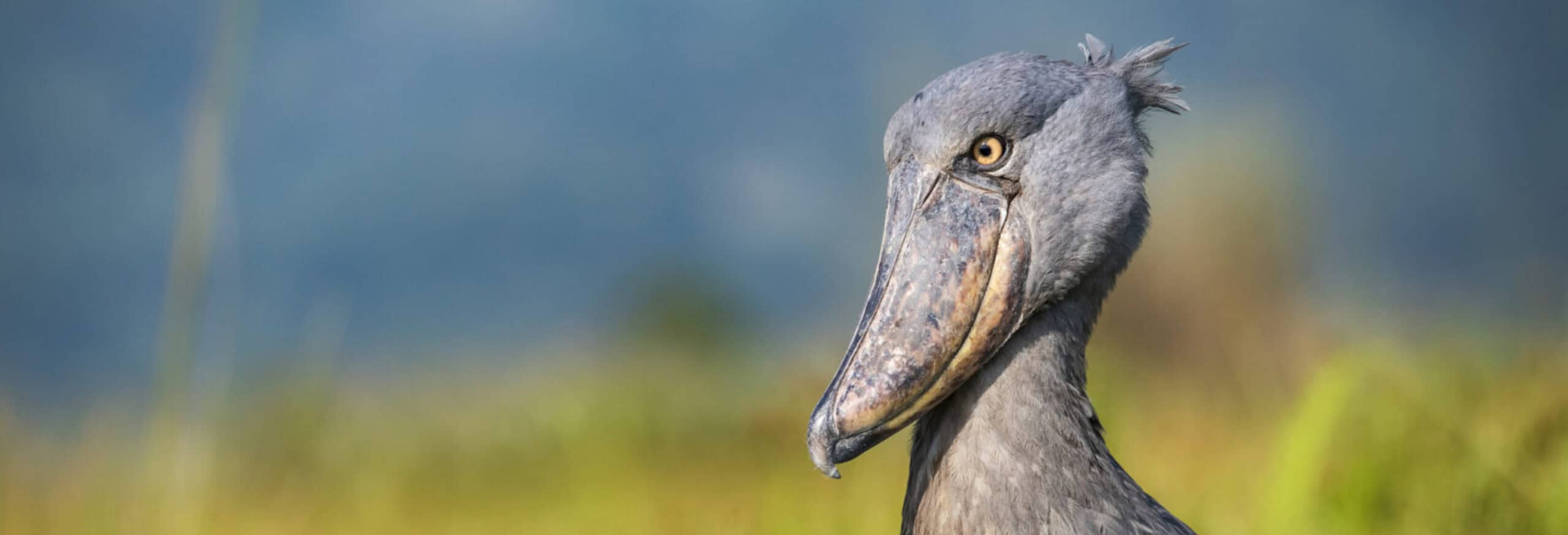 Classical Uganda - Image 3