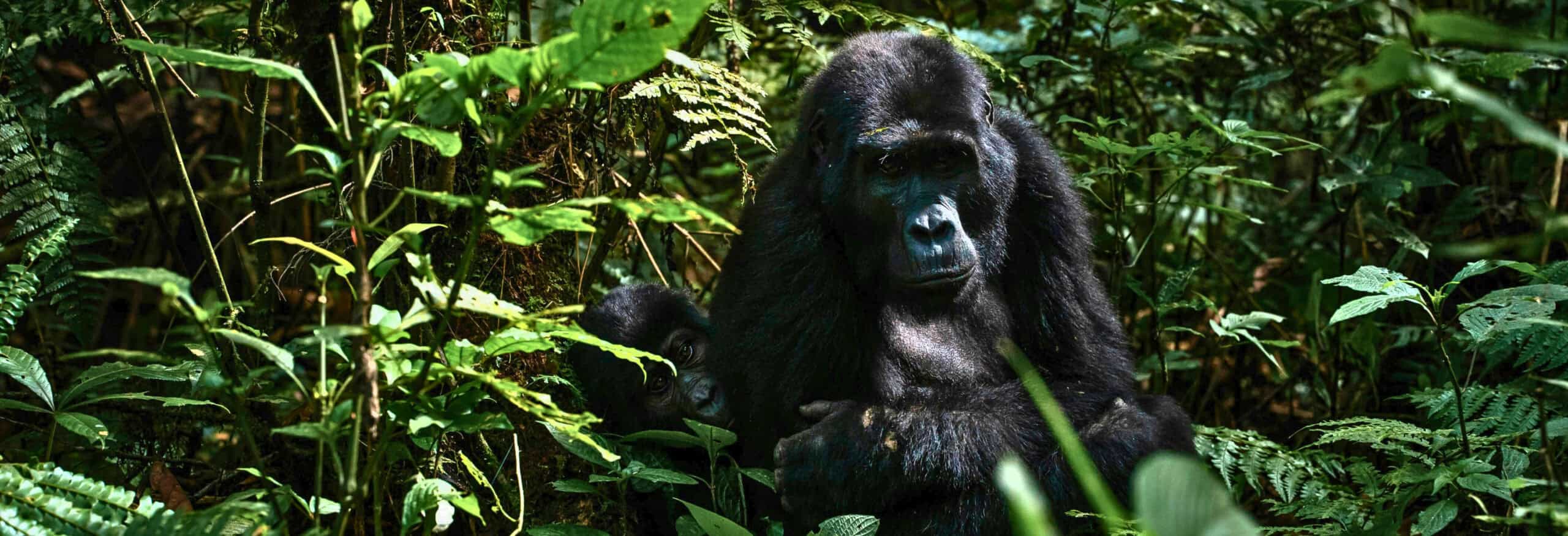 Uganda & Rwanda Gorilla Safari - Image 7