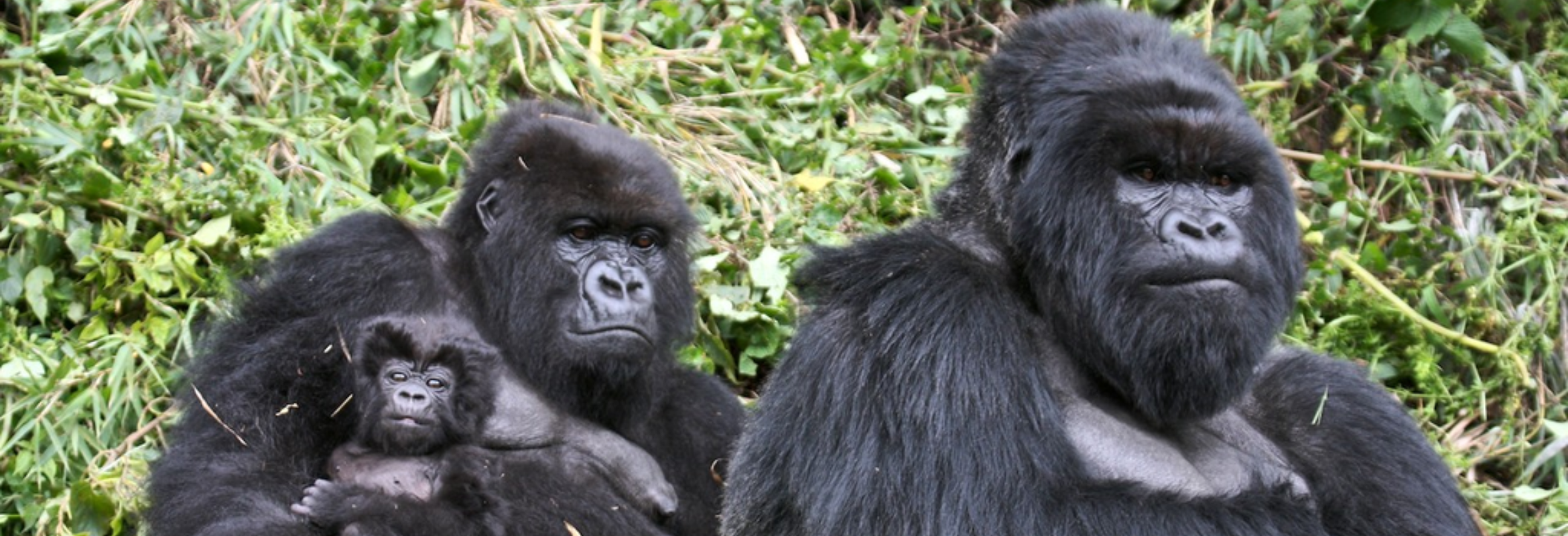 Uganda & Rwanda Gorilla Safari - Image 3