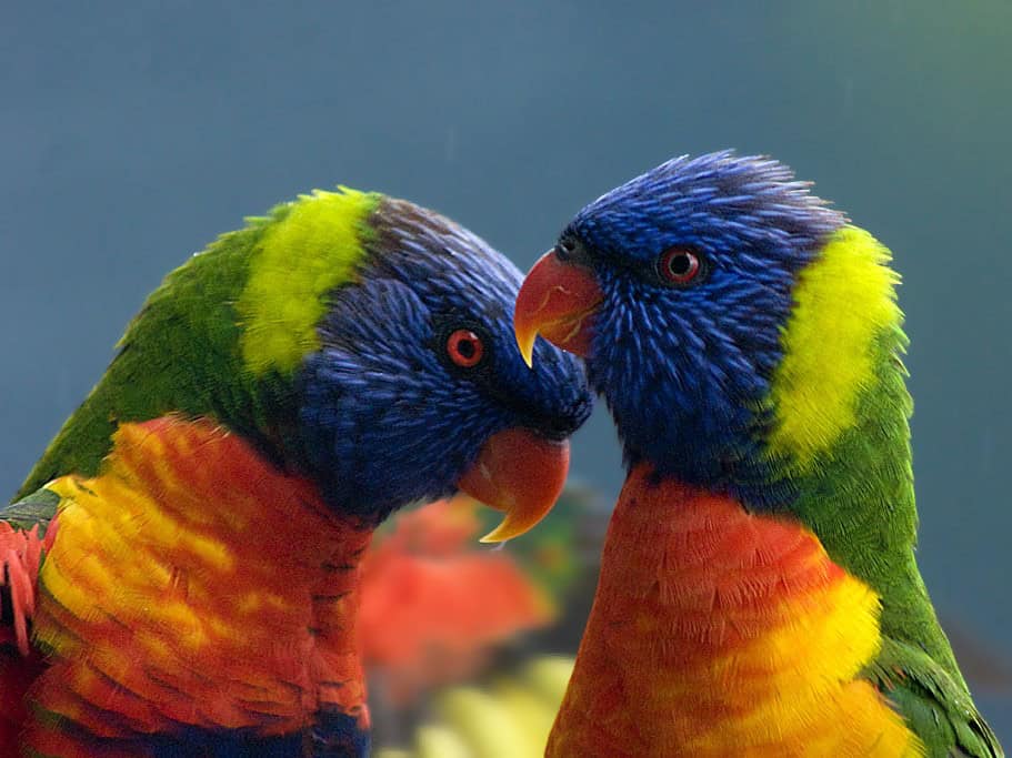 Most Rizzy Birds Even more of the most bizarre (and beautiful) birds in the world ...
