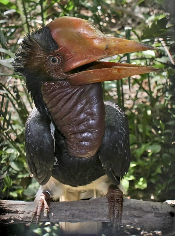 Most Rizzy Birds Even more of the most bizarre (and beautiful) birds in the world ...