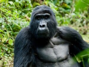 gorilla trekking rwanda